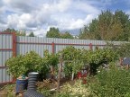 Забор из профнастила в городском посёлке имени Морозова